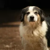 Biscuit
